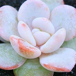 芙蓉雪莲百科及种植方法