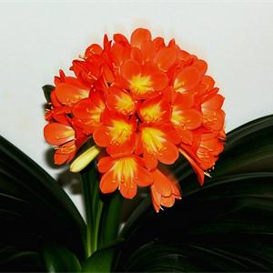 办公室五大类型吉祥植物