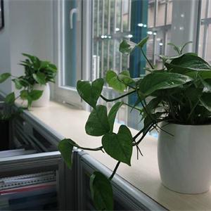 办公室花卉摆放风水知识 办公室风水植物知多少？