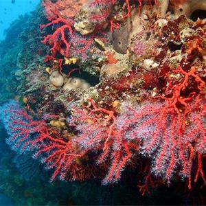 红珊瑚的常见品种